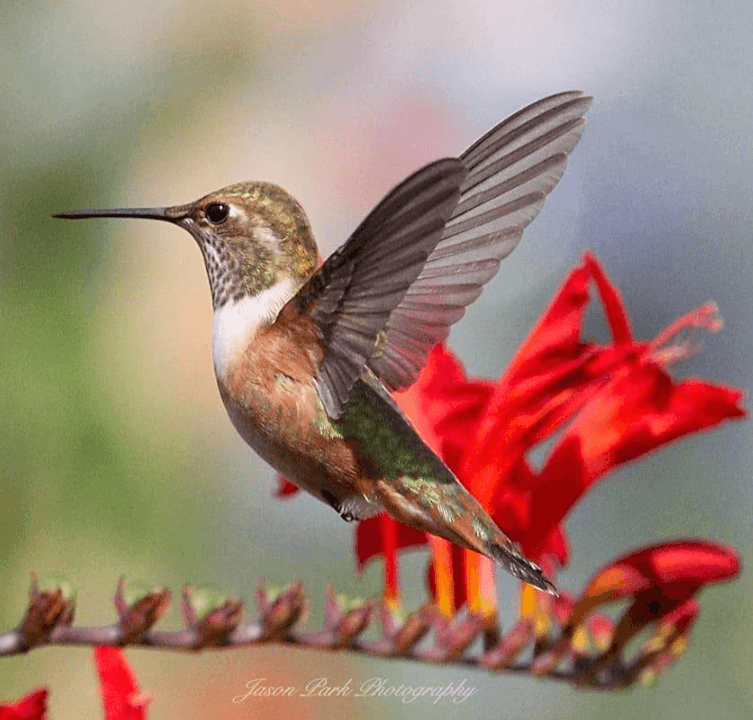 Jason Park - Wildlife Photographer