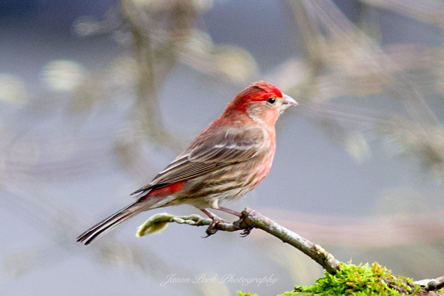 Red Bird in Natural Habitat